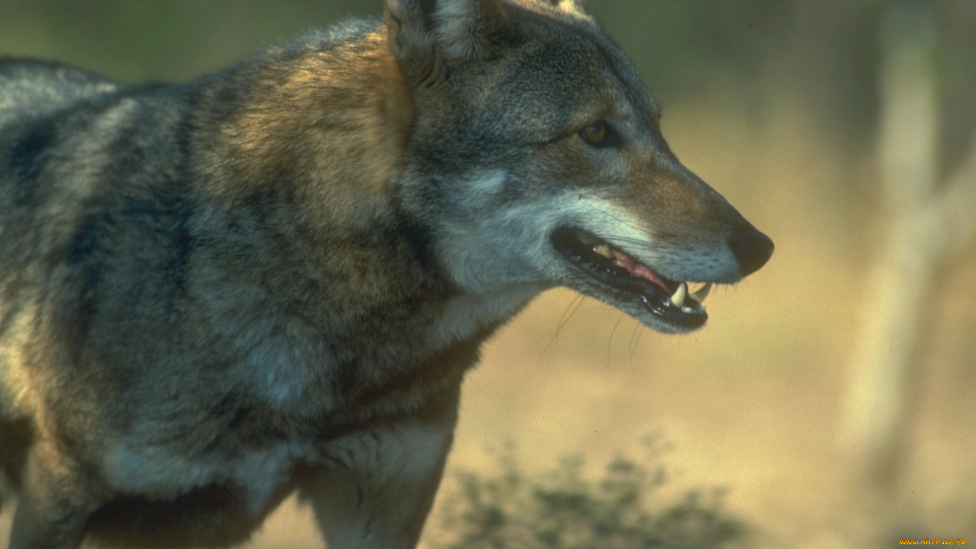 животные, волки, , койоты, , шакалы, профиль, зверь, волк