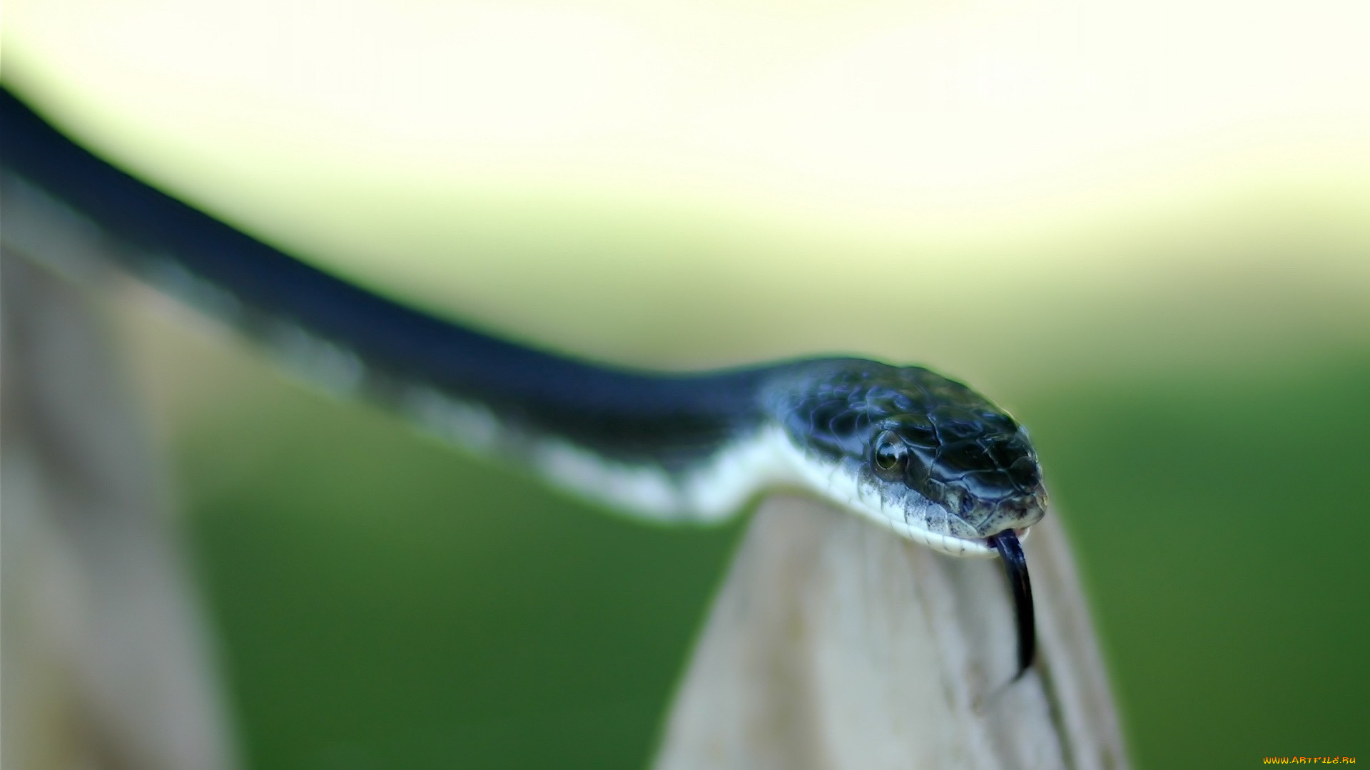 животные, змеи, , питоны, , кобры, язык, змея