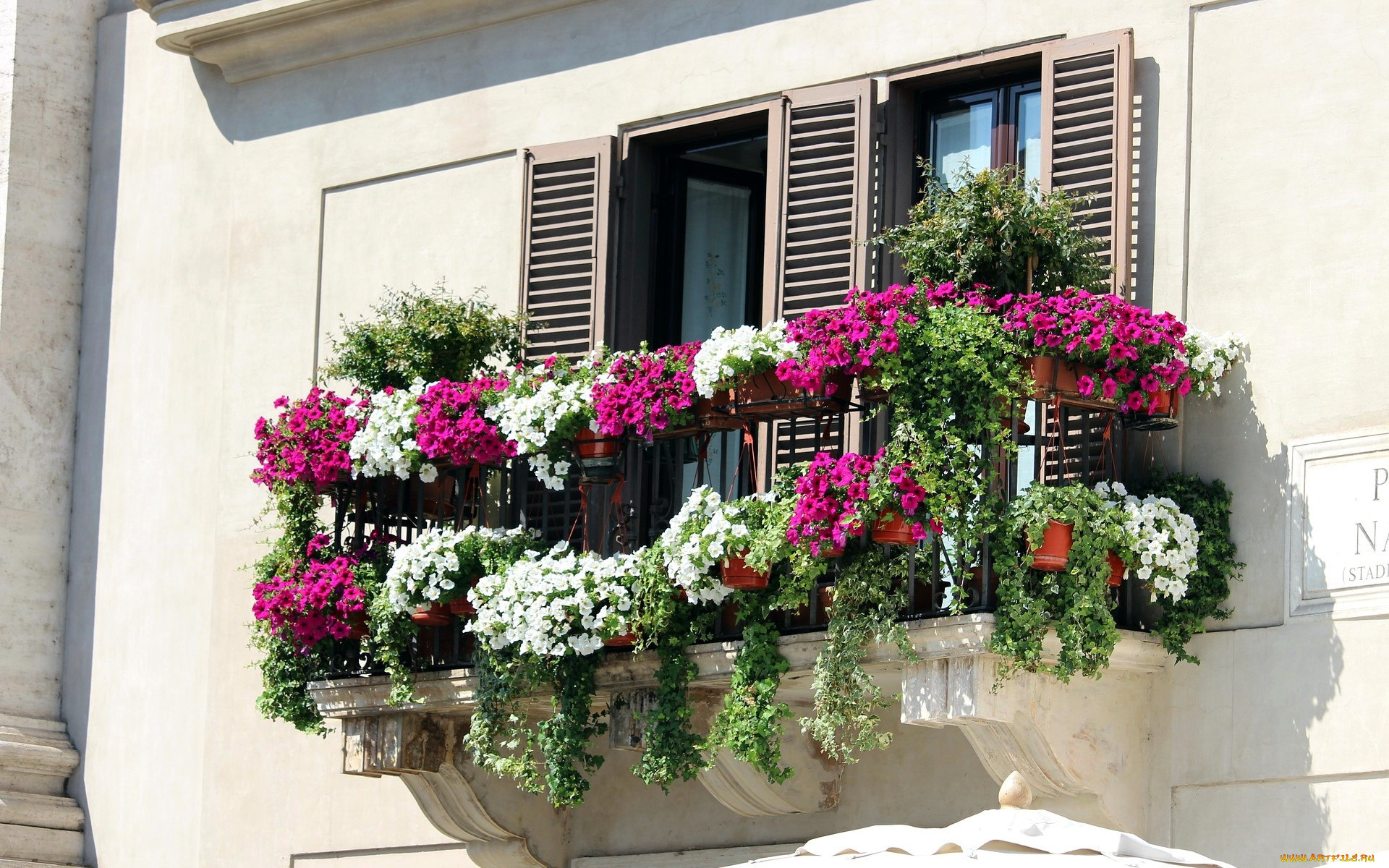 цветы, петунии, , калибрахоа, петуния