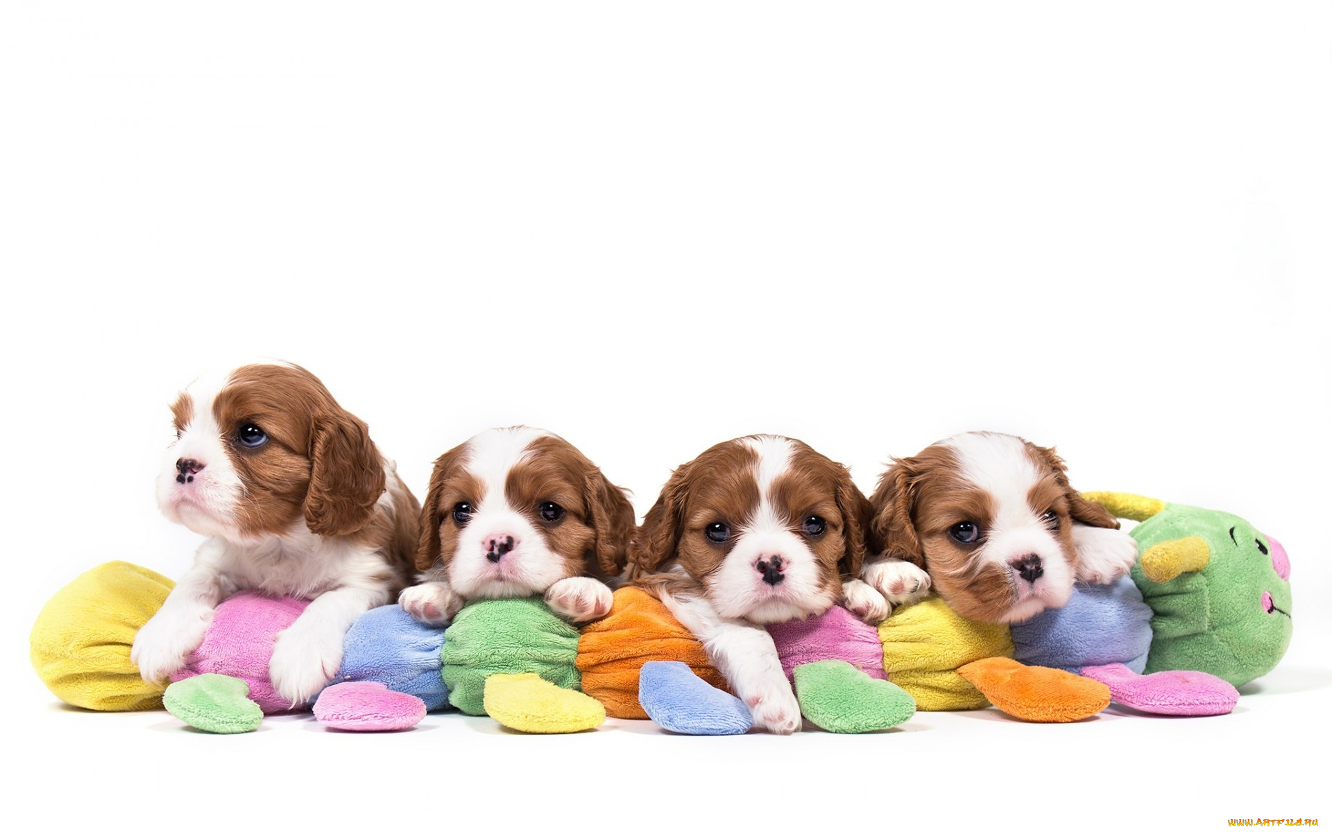животные, собаки, милые, квартет, пятнистый, щенки, спаниель