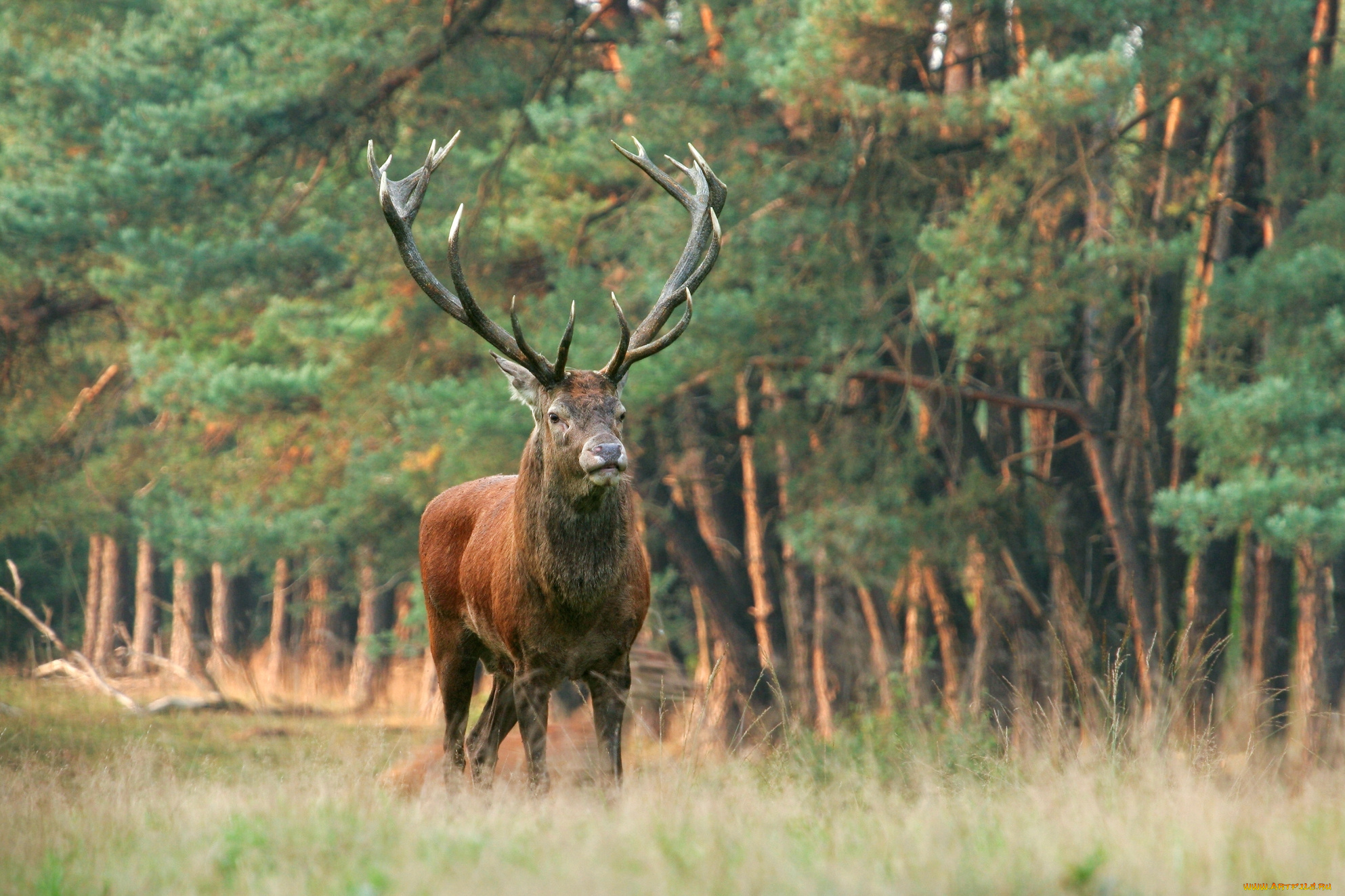 животные, олени, поляна, лес, рога, олень