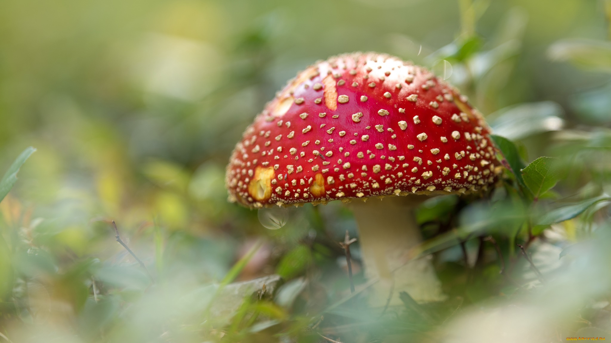 природа, грибы, , мухомор, одиночка