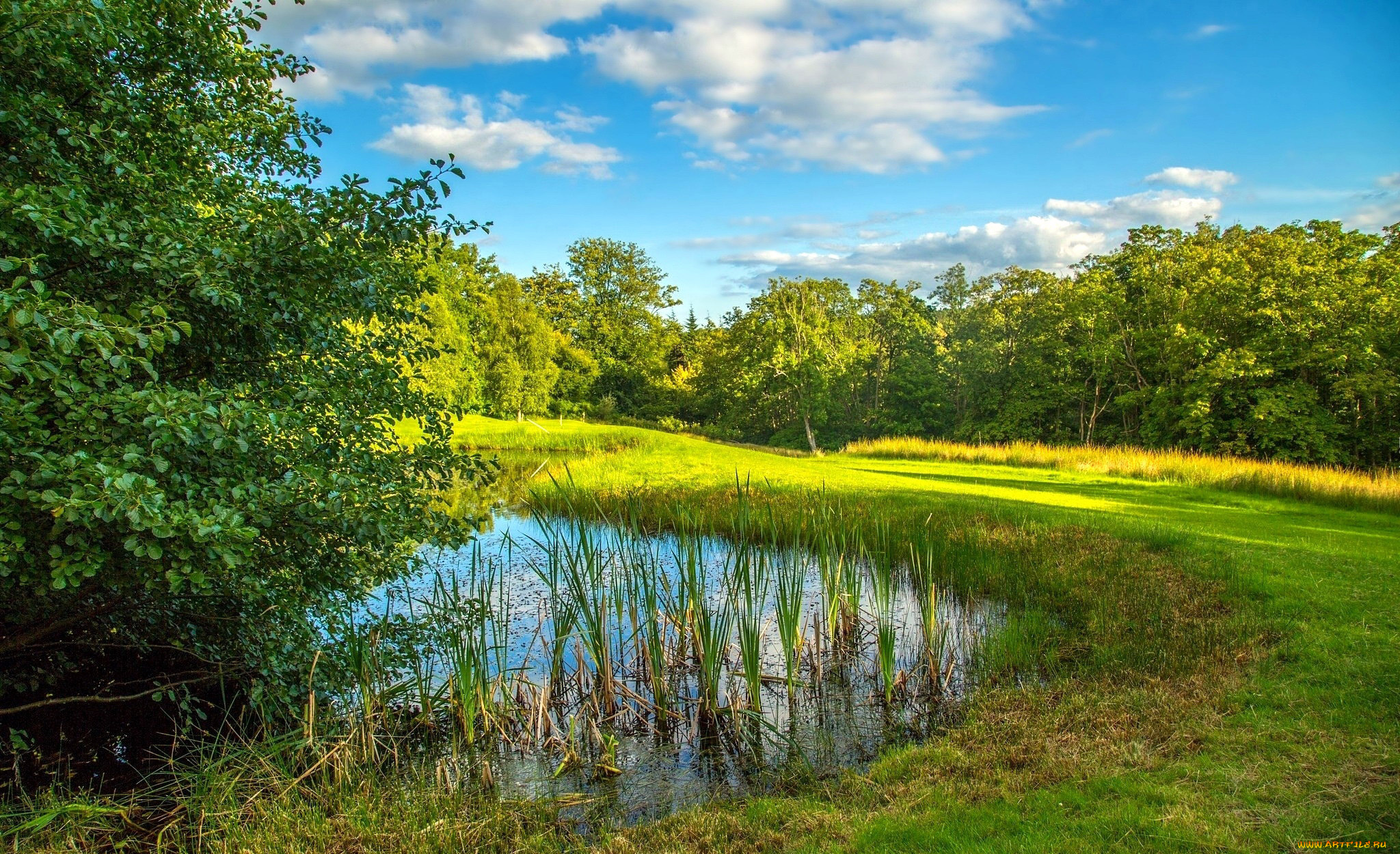 природа, реки, озера, пруд