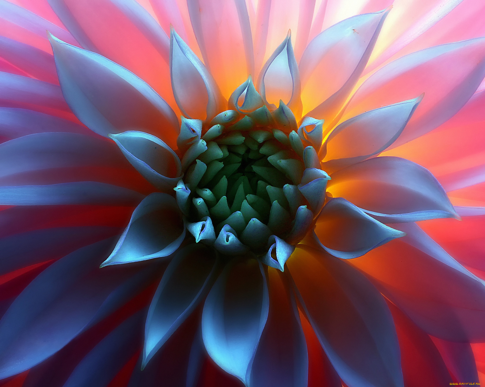 цветы, георгины, макро, серединка, свет, цветок