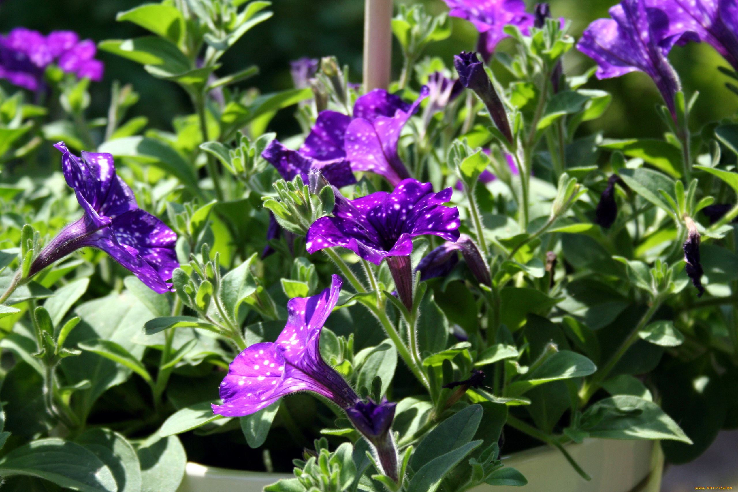 цветы, петунии, , калибрахоа, петуния