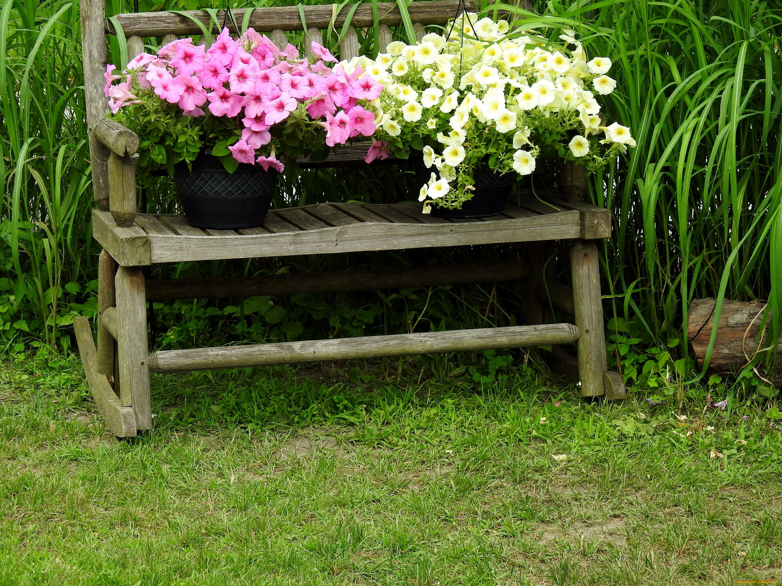 цветы, петунии, , калибрахоа, петуния