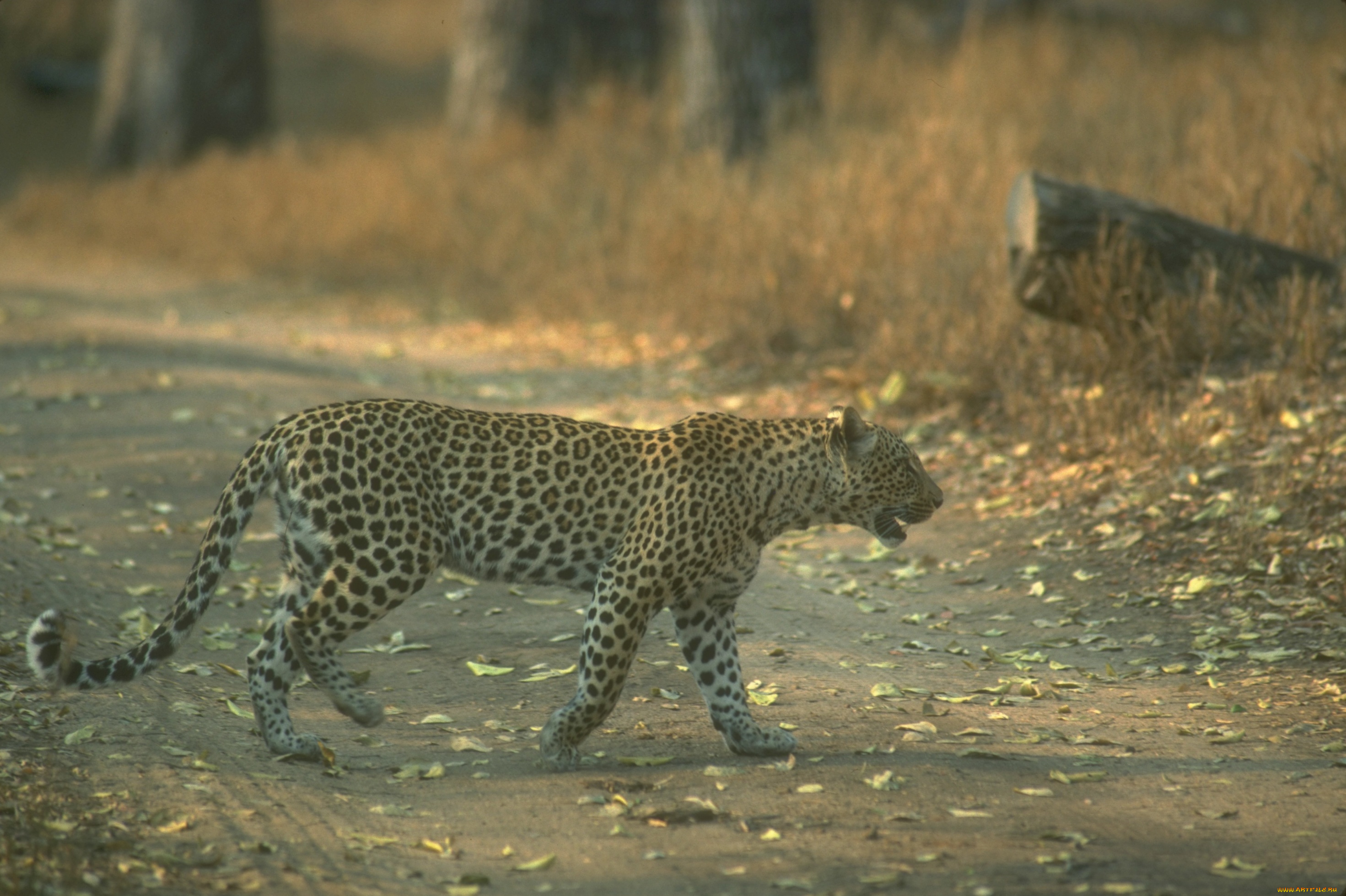 животные, леопарды, листья, дорога, леопард, лес