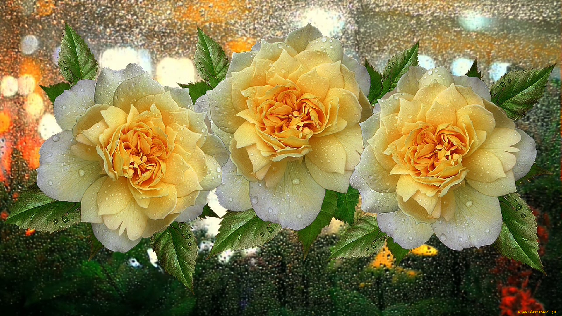 цветы, розы