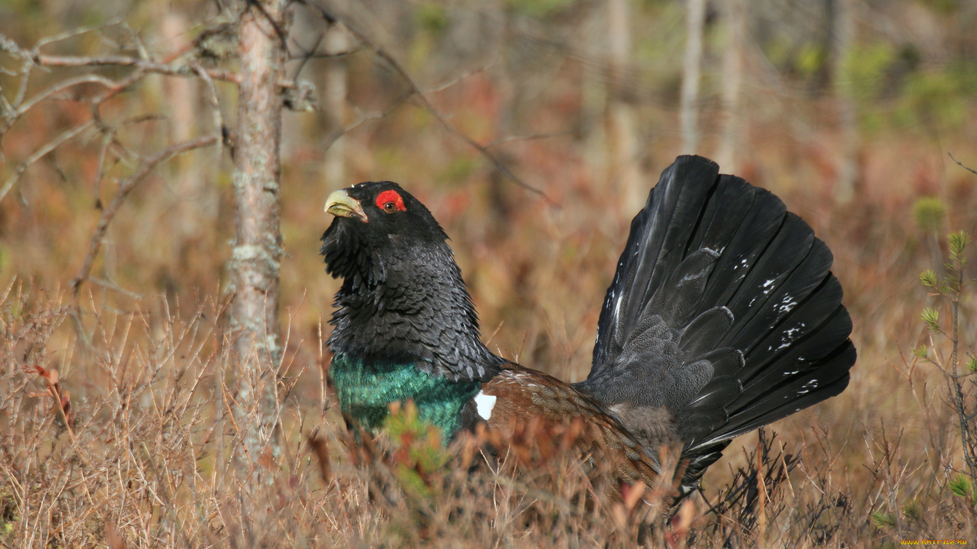 глухарь, животные, глухари, , тетерева, лес, ток, птица