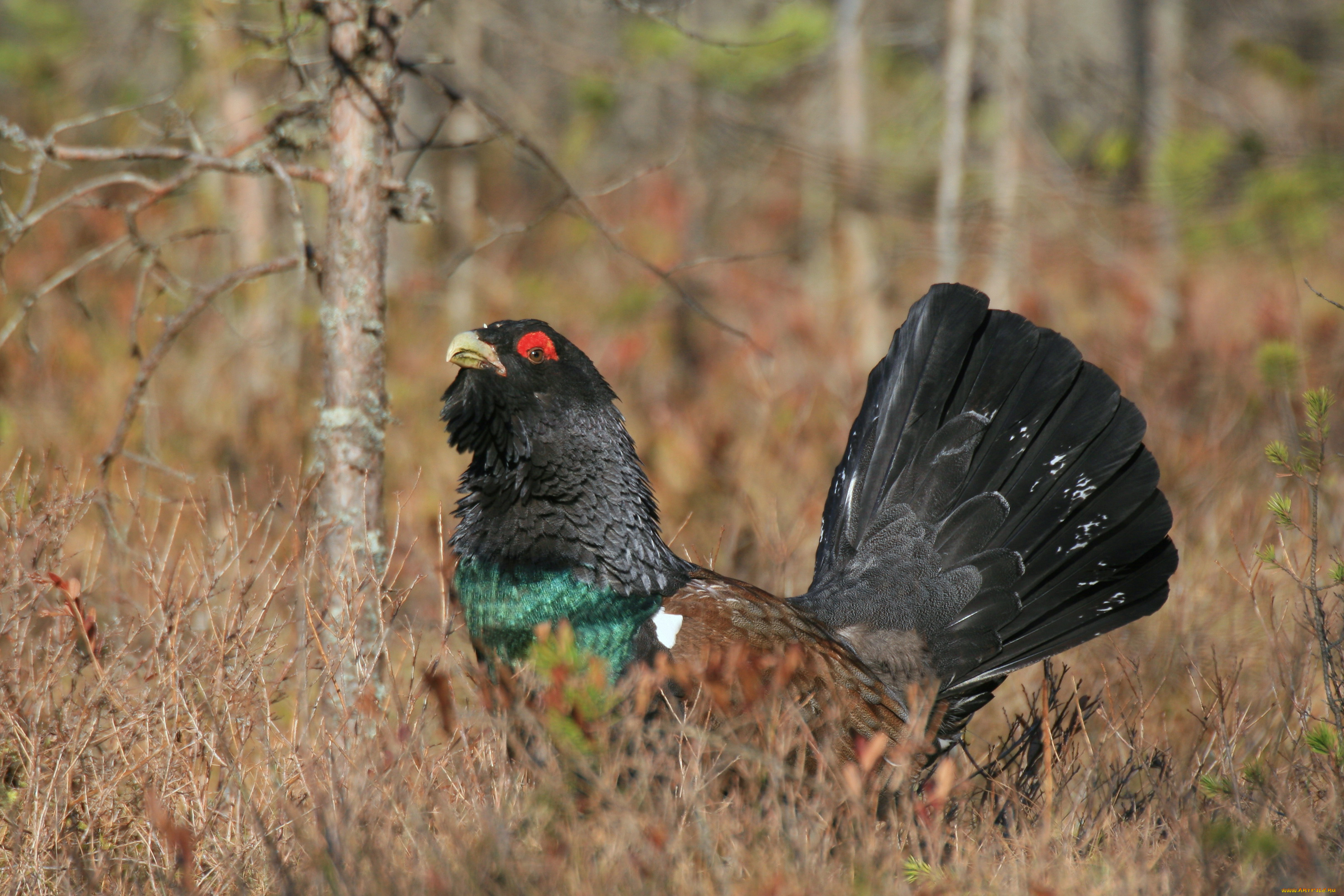 глухарь, животные, глухари, , тетерева, лес, ток, птица
