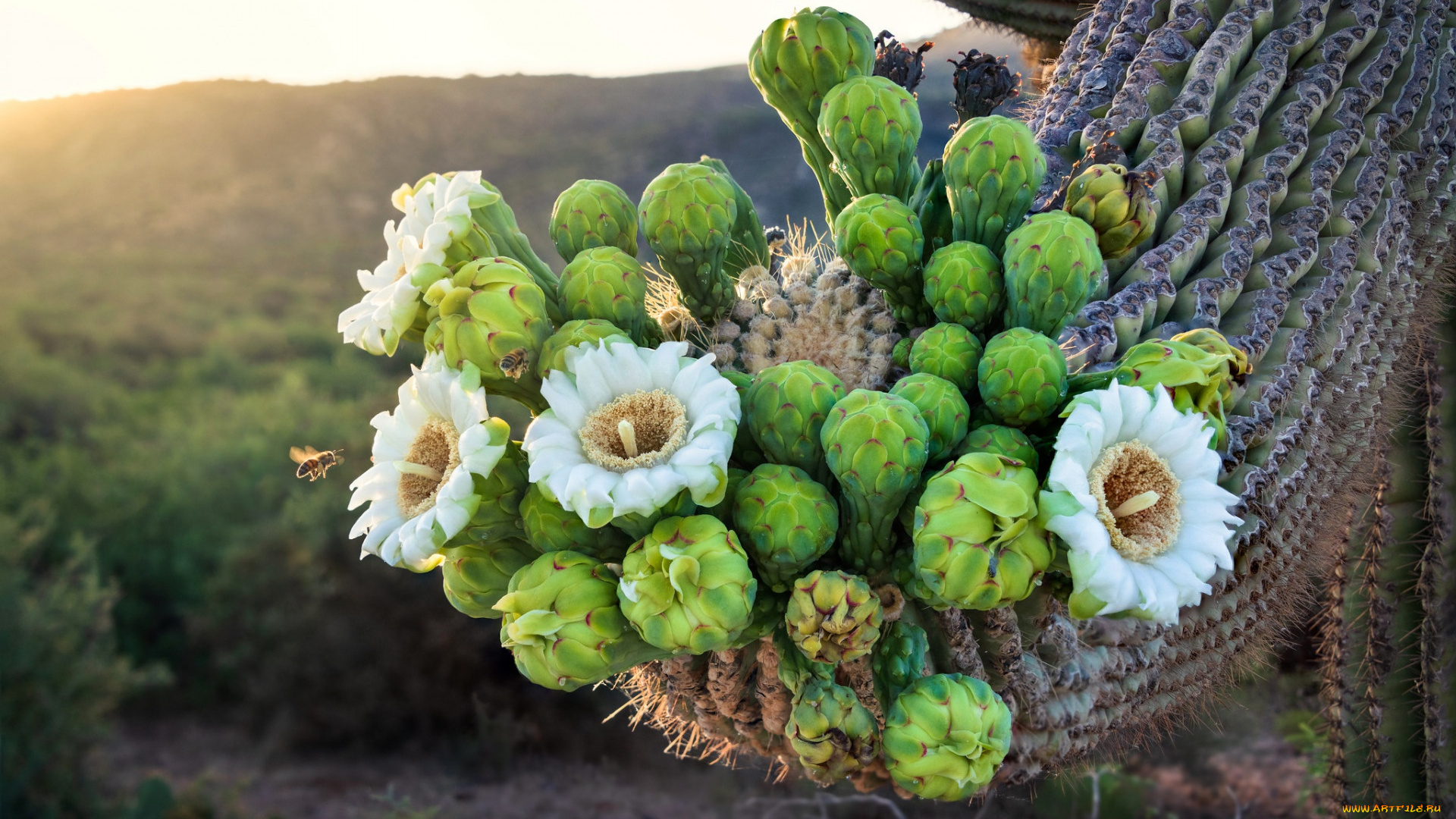 цветы, кактусы, цветущий, кактус