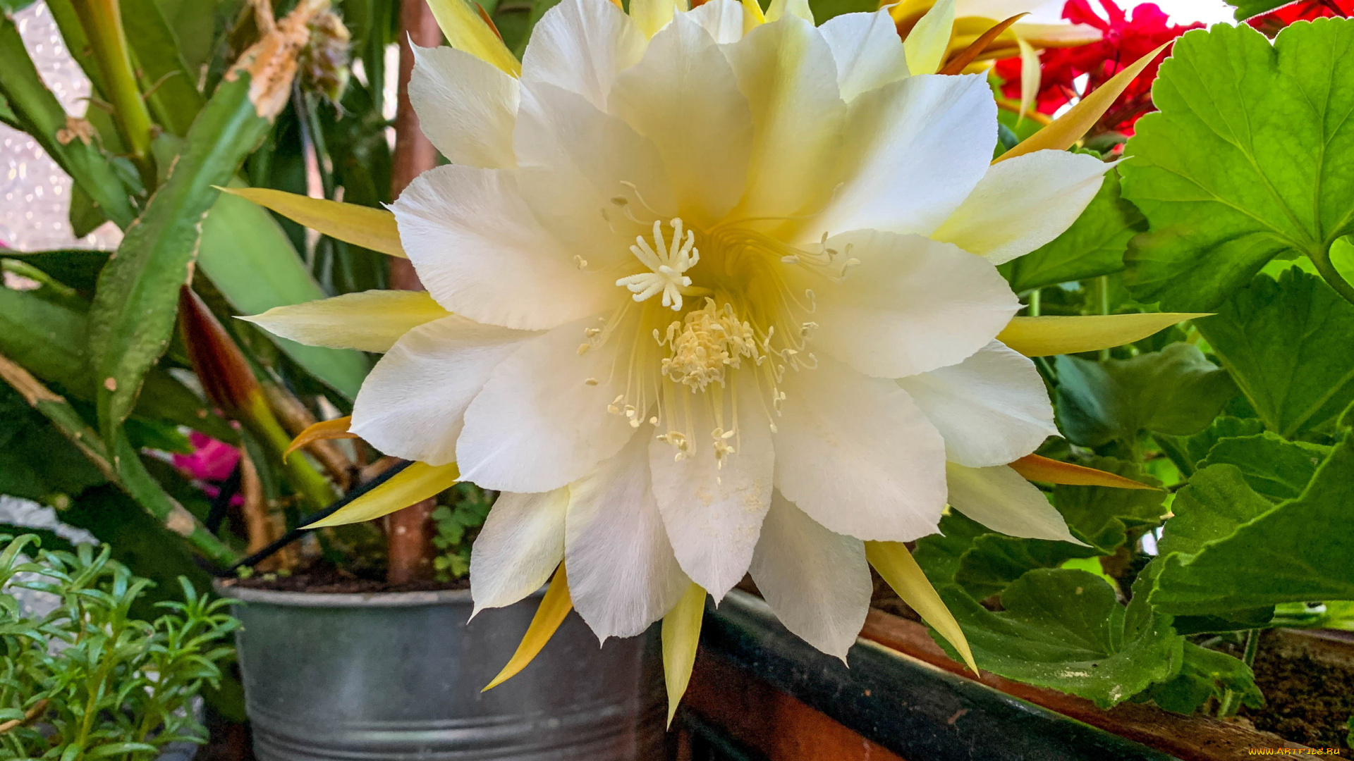 цветы, кактусы, цветущий, кактус