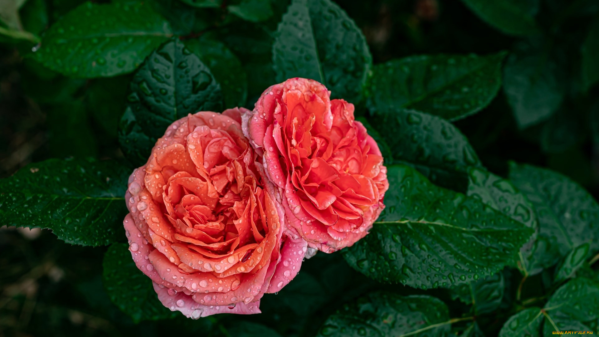 цветы, розы, куст, дуэт, капли