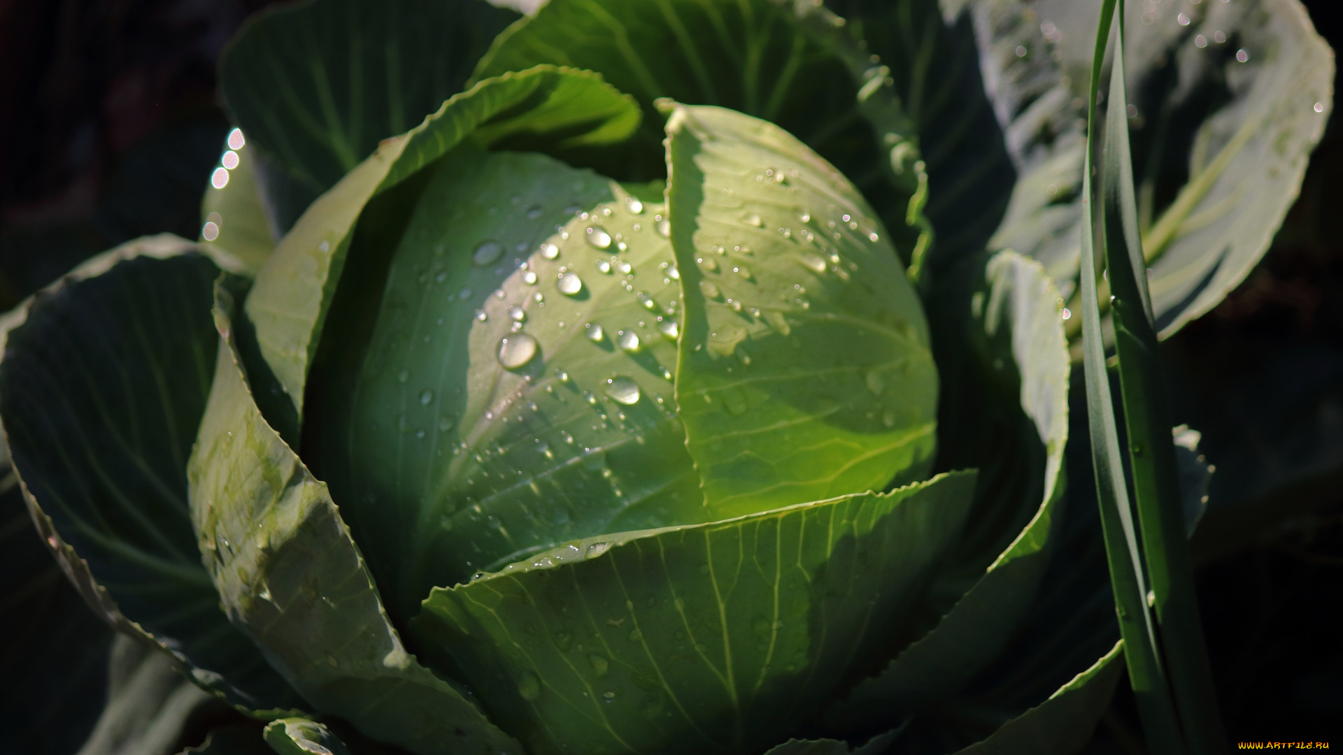 еда, капуста, и, её, разновидности, кочан, капуста, листья