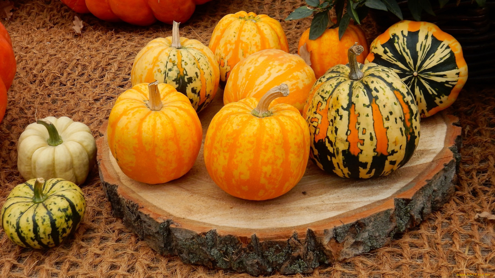 еда, тыква, осень, тыквы, урожай