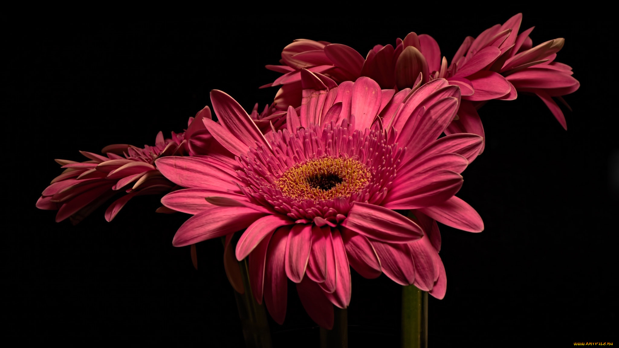 цветы, герберы, макро