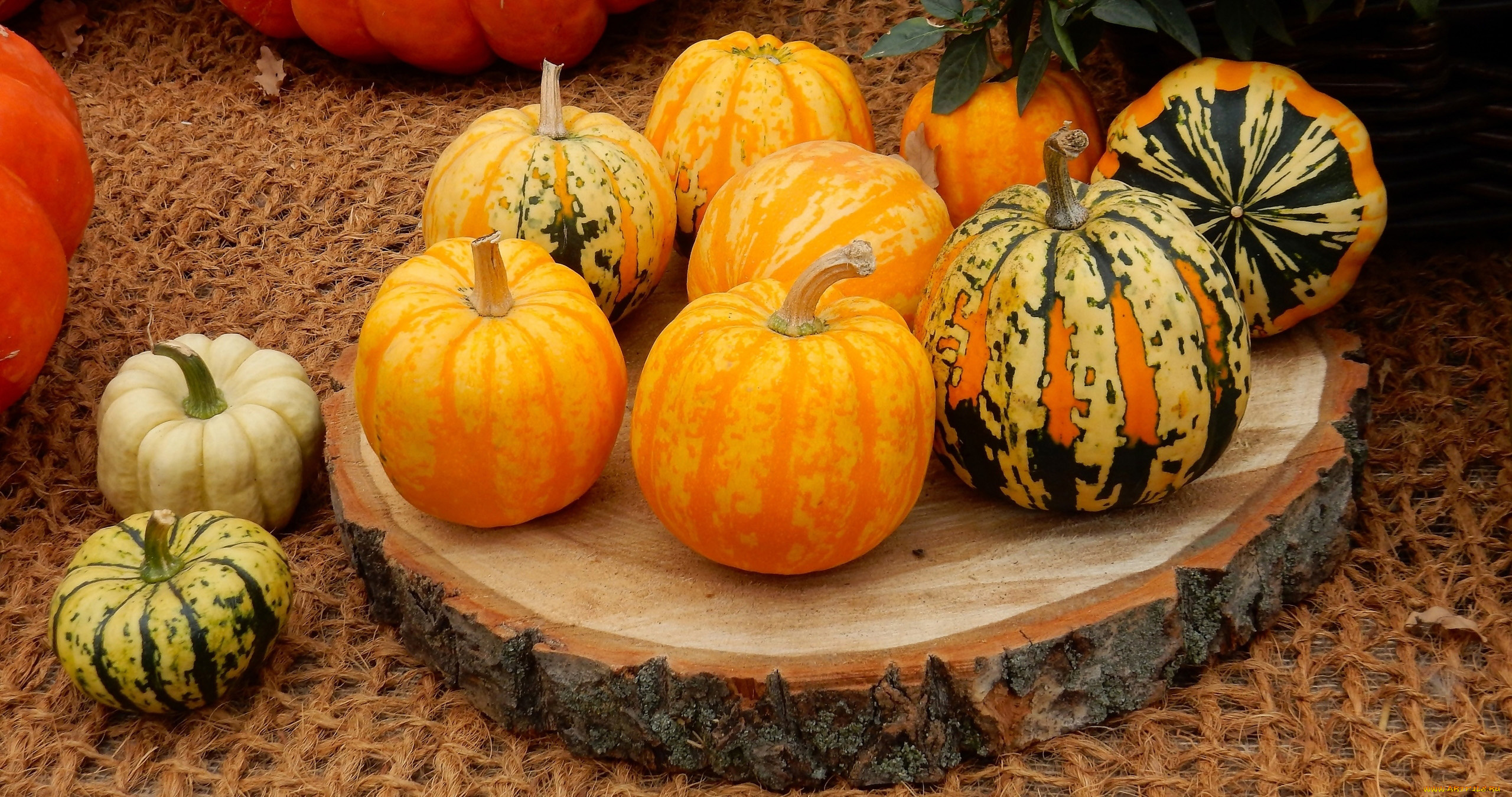 еда, тыква, осень, тыквы, урожай