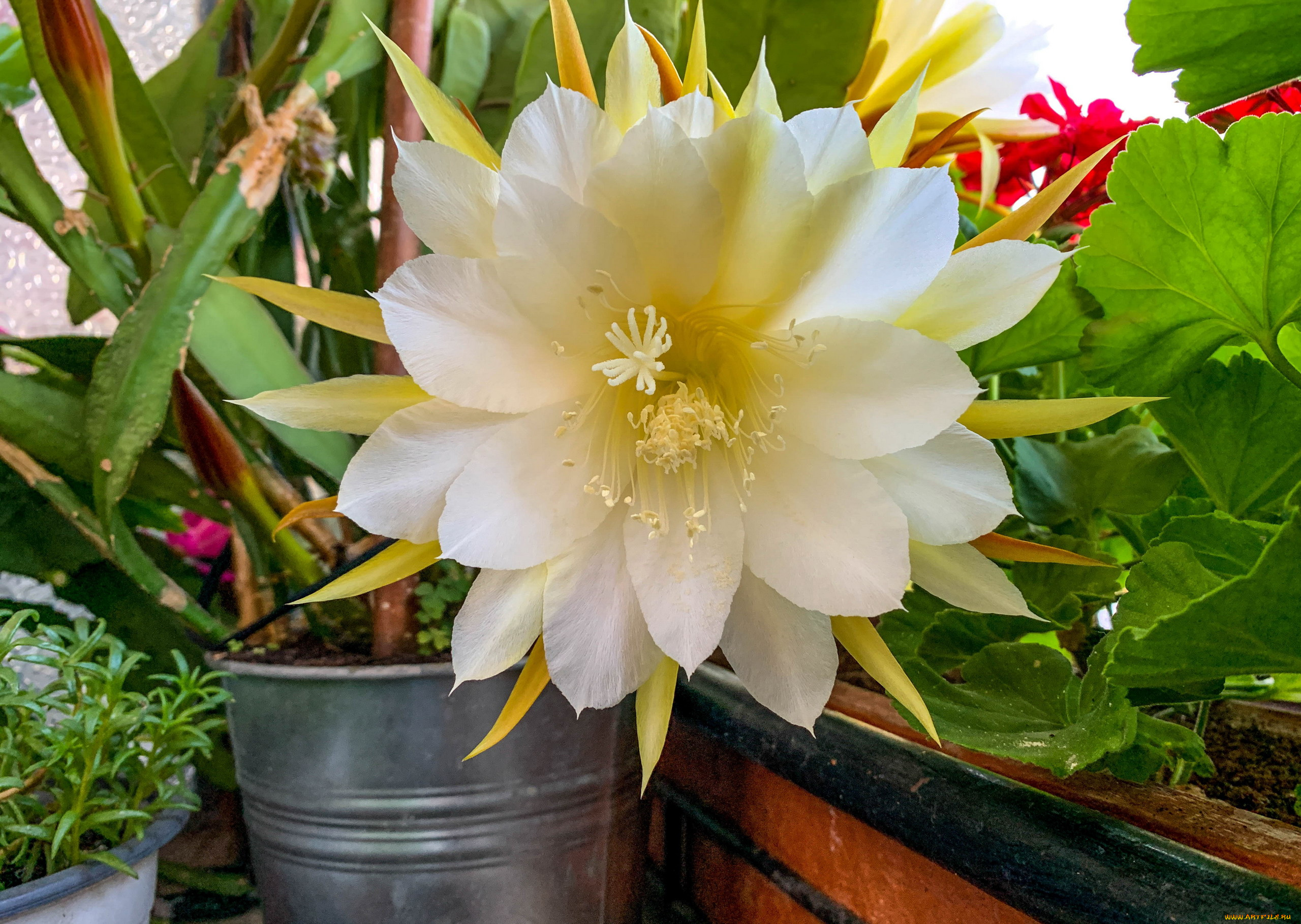 цветы, кактусы, цветущий, кактус