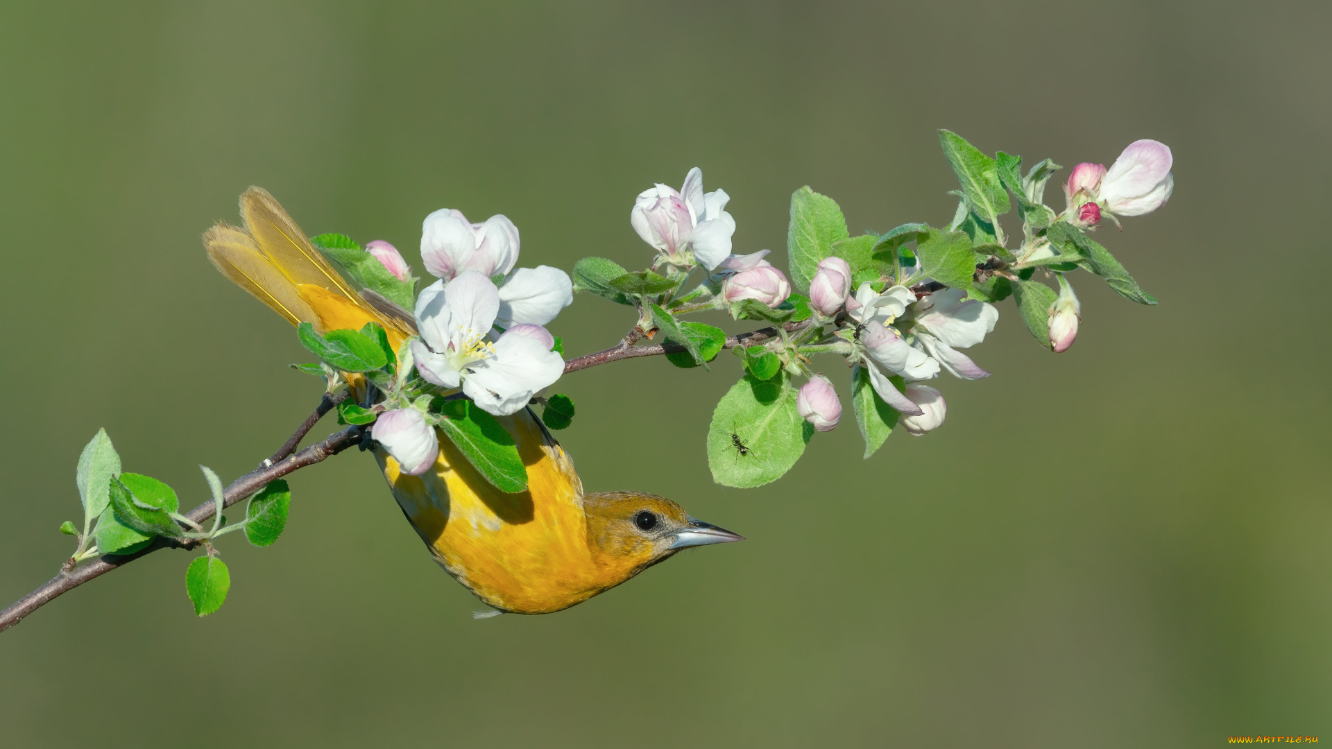 животные, -, другое, цветы, птица, ветка, весна, цветение, иволга