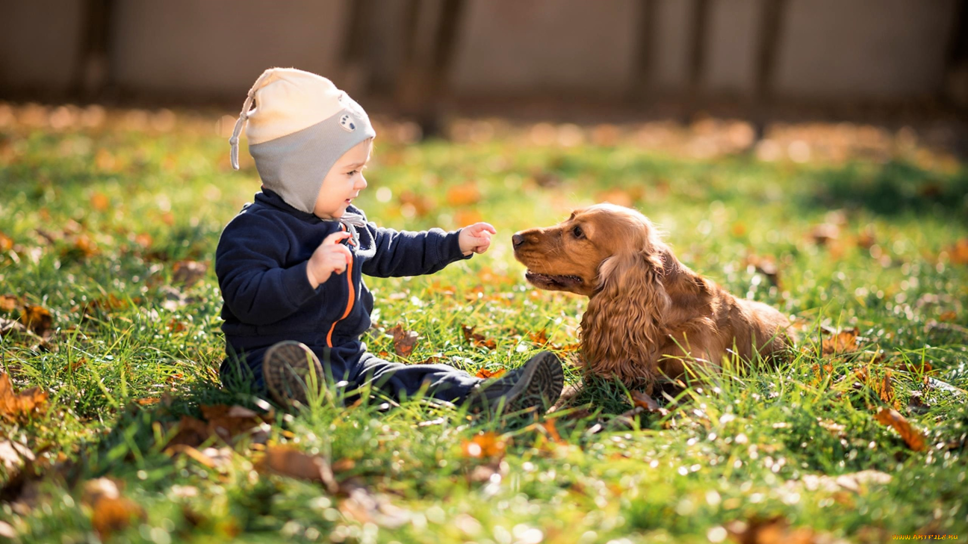 разное, дети, ребенок, собака, спаниель, лужайка, листья