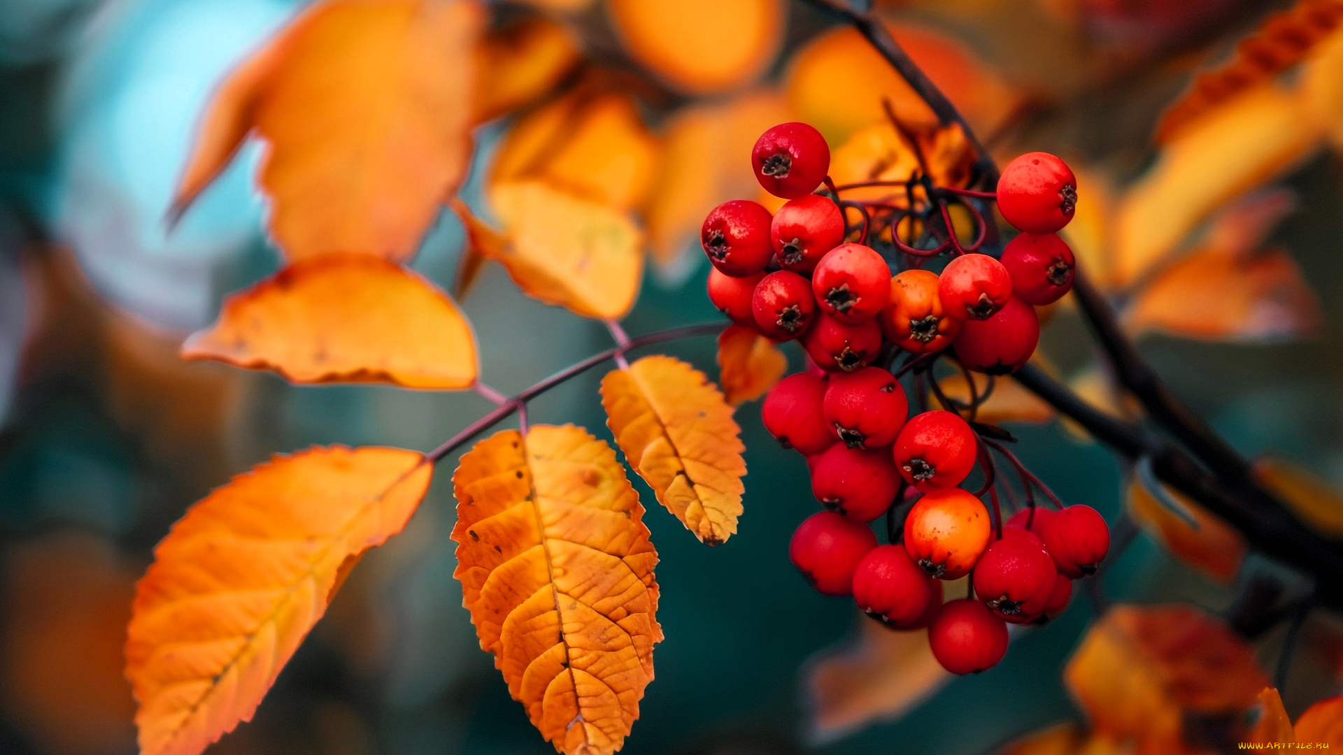 3д, графика, природа, , nature, рябина, ягоды, ветка, листья, осень, нейросеть