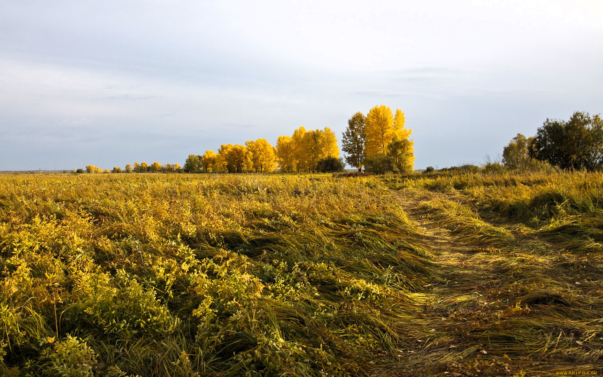 природа, поля, деревья, колея, поле, осень