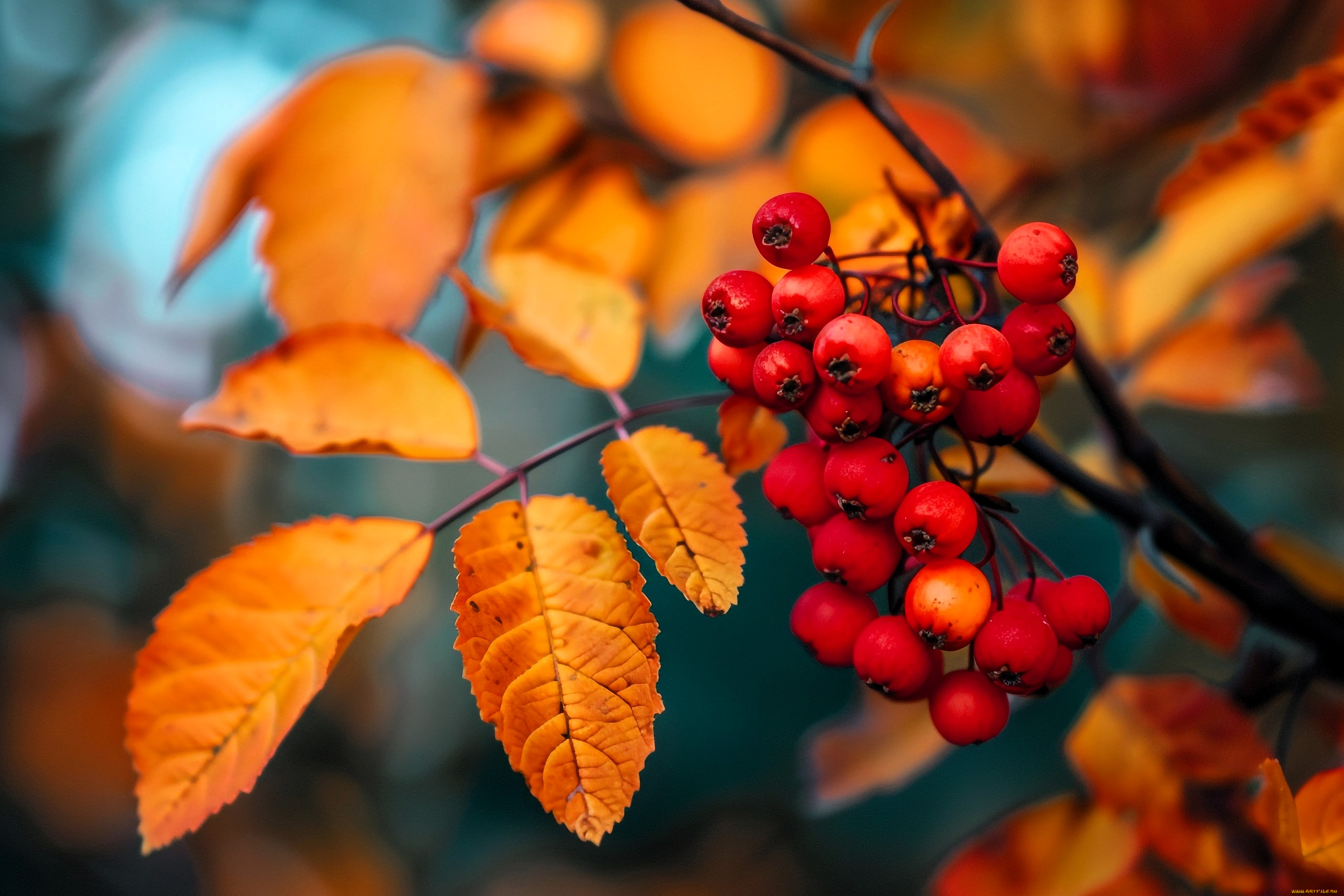 3д, графика, природа, , nature, рябина, ягоды, ветка, листья, осень, нейросеть