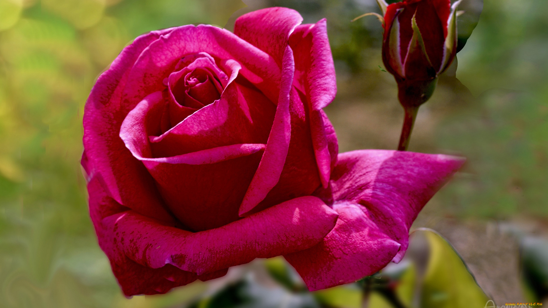 цветы, розы, цветок