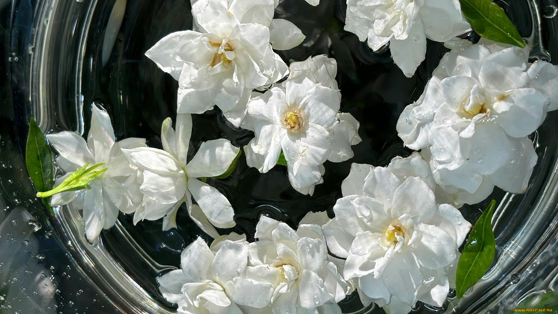 цветы, жасмин