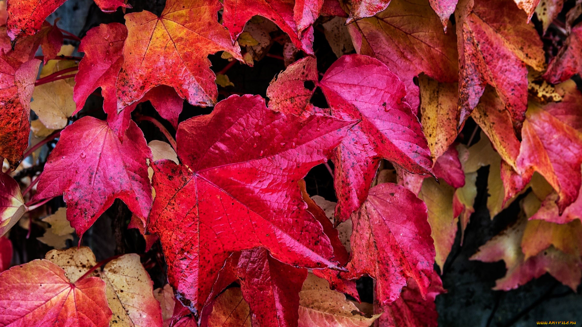 природа, листья, клен, осень