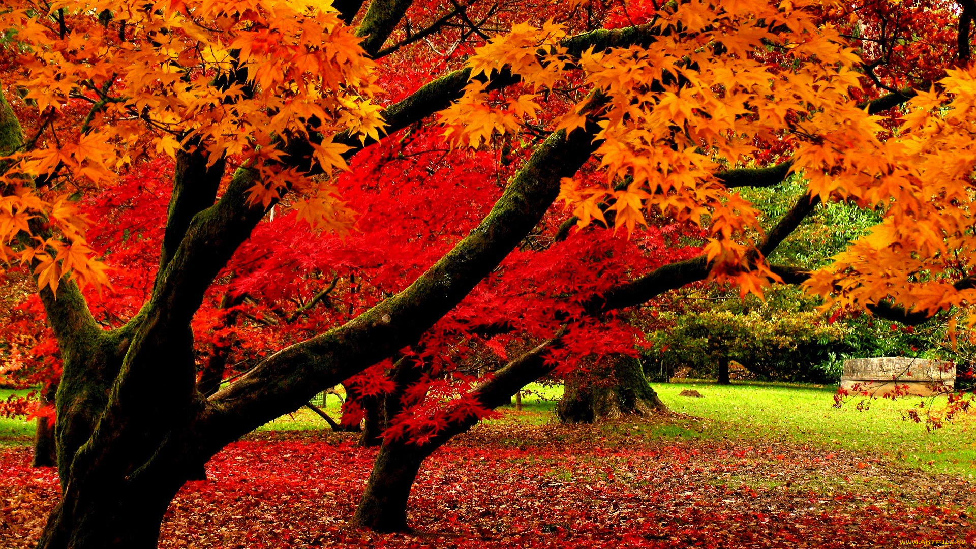 природа, парк, деревья, осень, листья