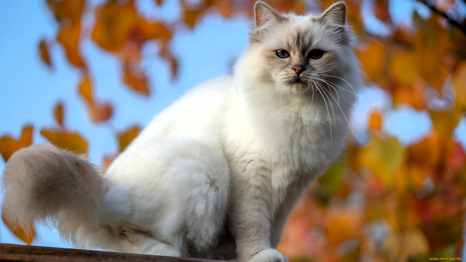 животные, коты, кот, белый, осень, дерево, ветки