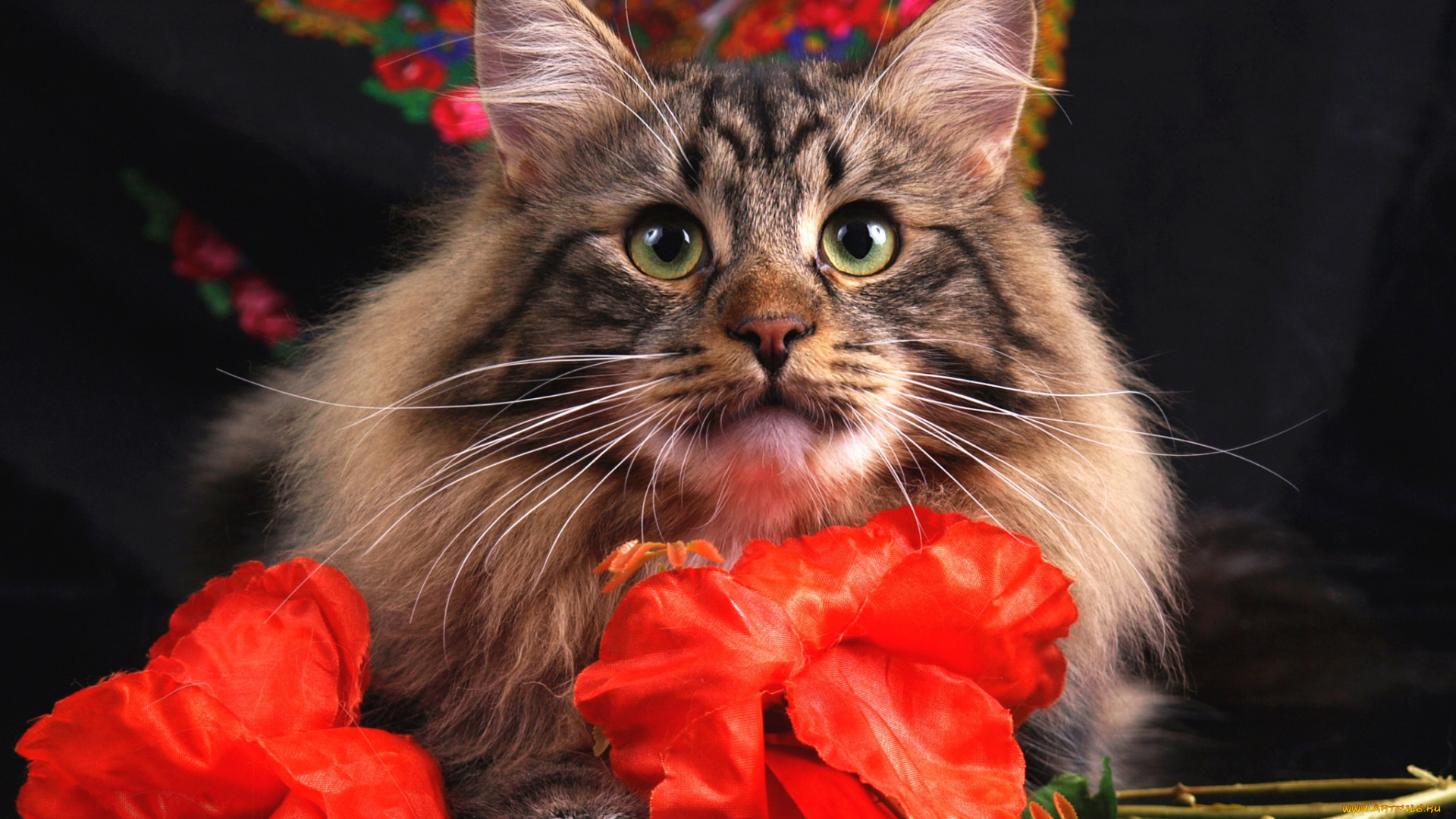 животные, коты, кот, кошка