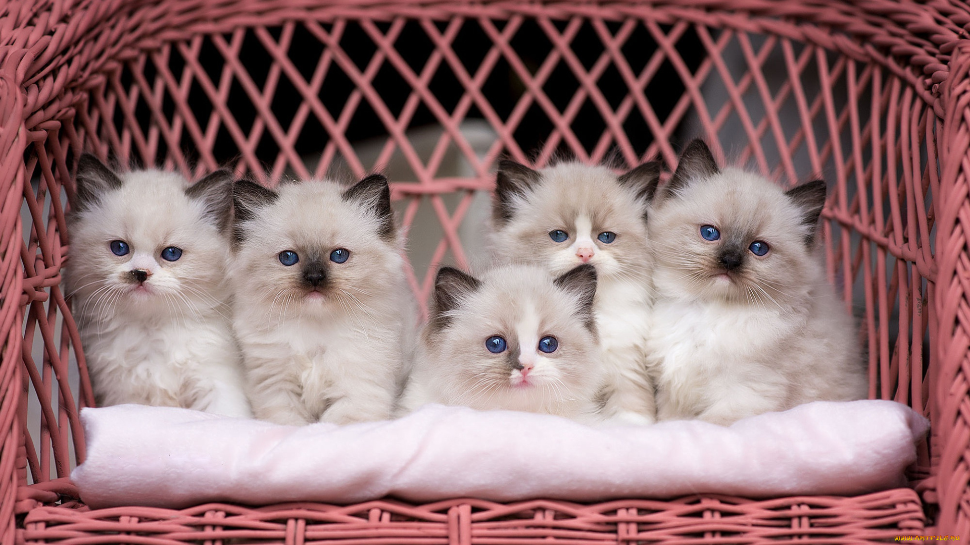 животные, коты, кот, кошка, котята