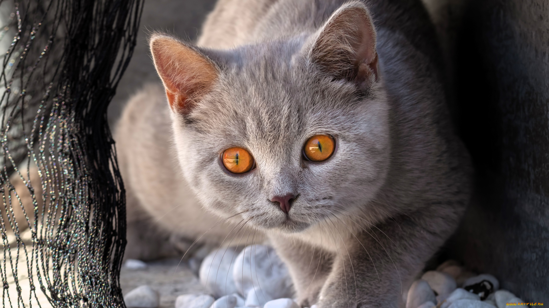 животные, коты, кот, серый, камни