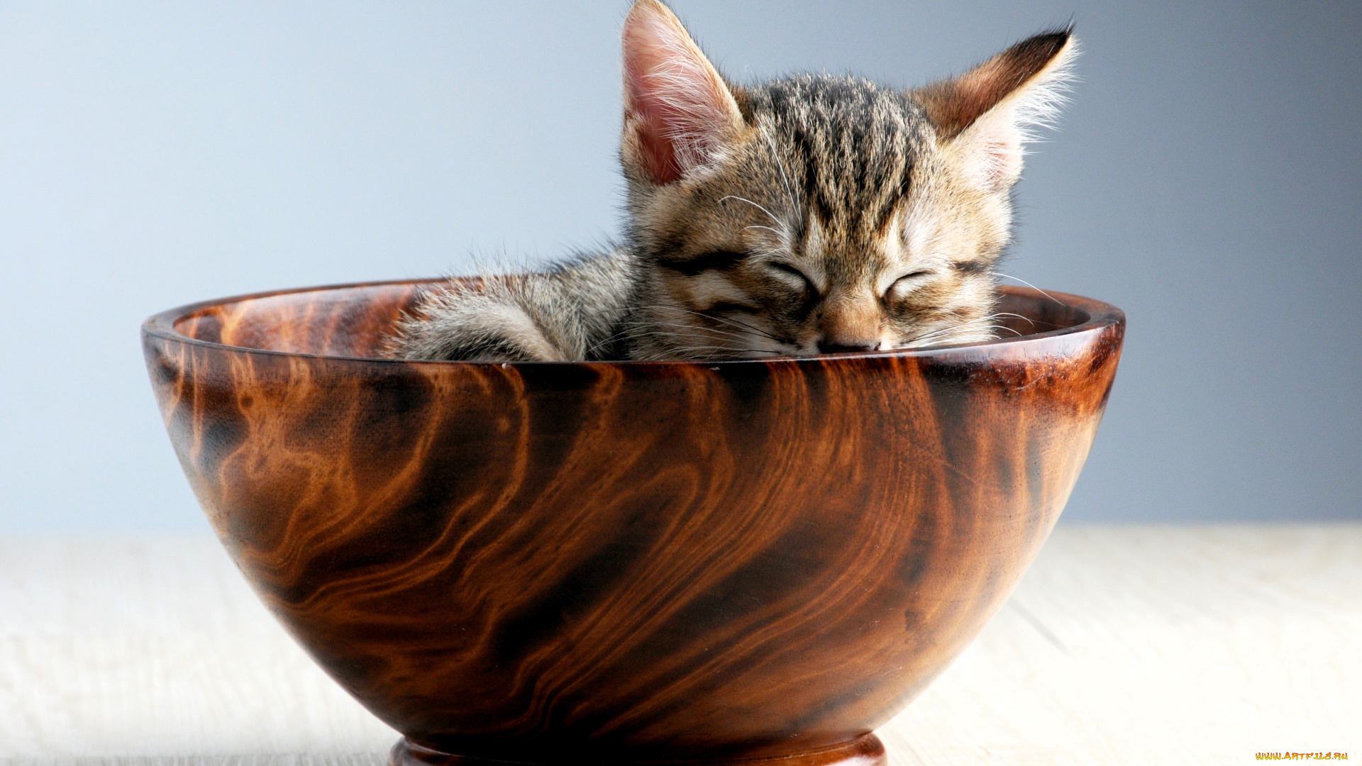 животные, коты, котенок, чаша