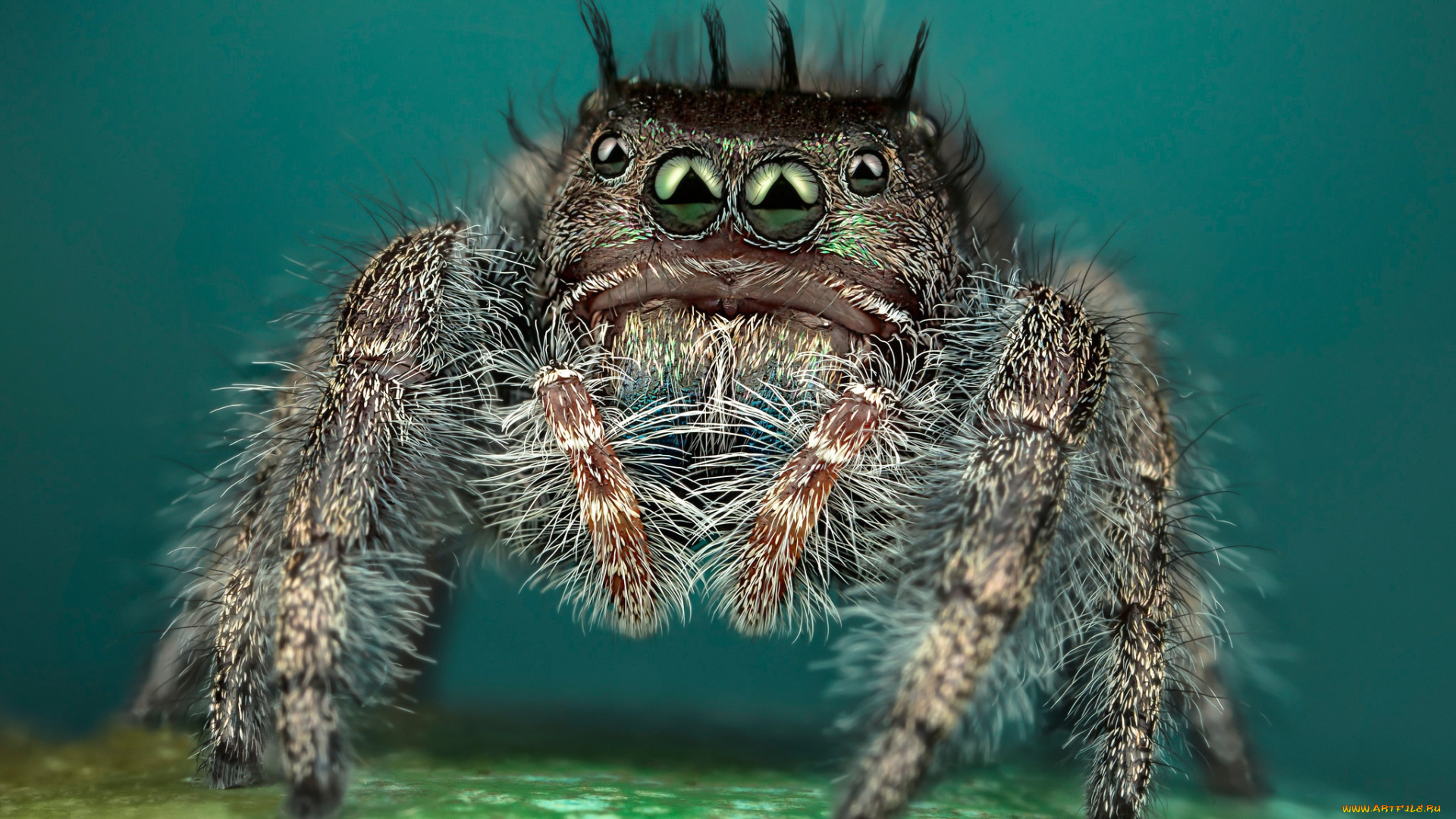 животные, пауки, мохнатый