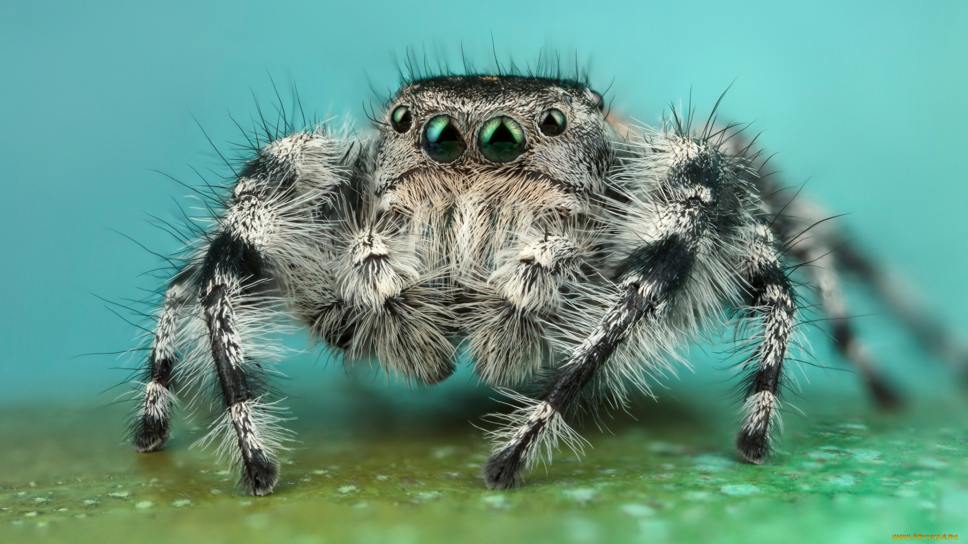 животные, пауки, мохнатый