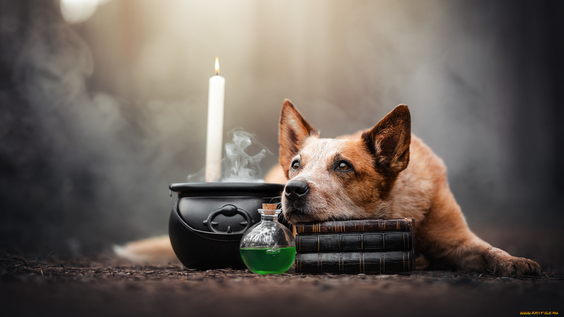 животные, собаки, хэллоуин