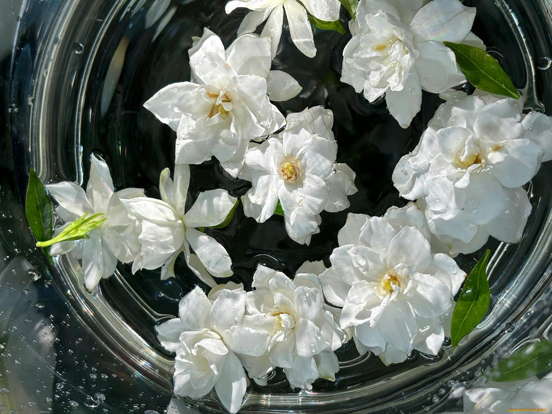 цветы, жасмин