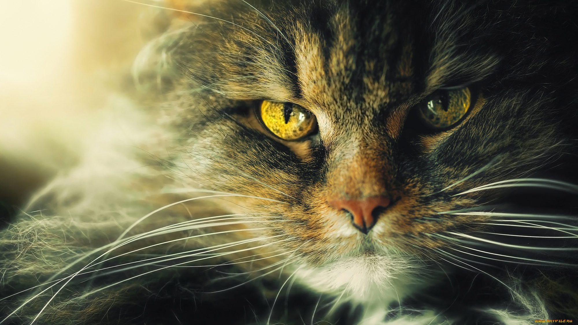 животные, коты, кот, кошка