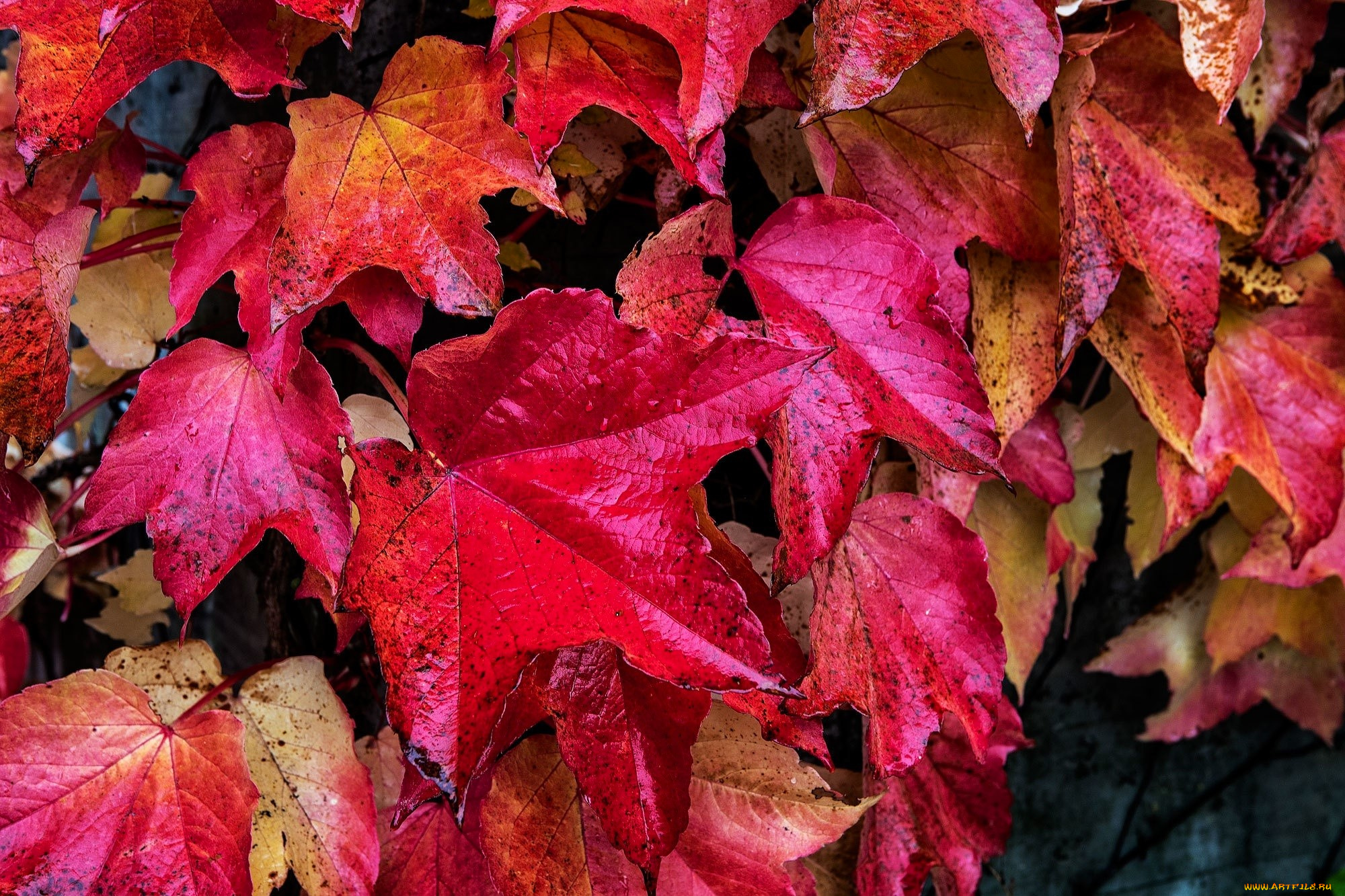 природа, листья, клен, осень