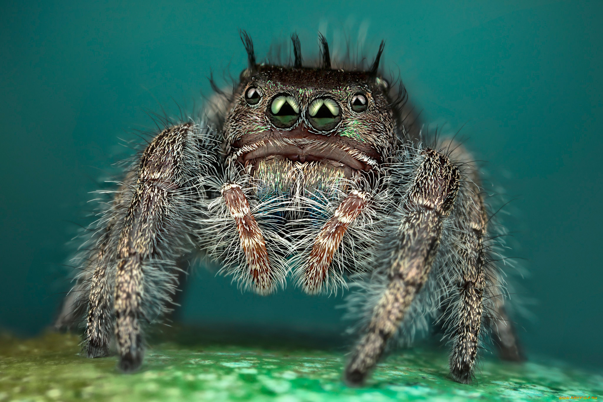 животные, пауки, мохнатый