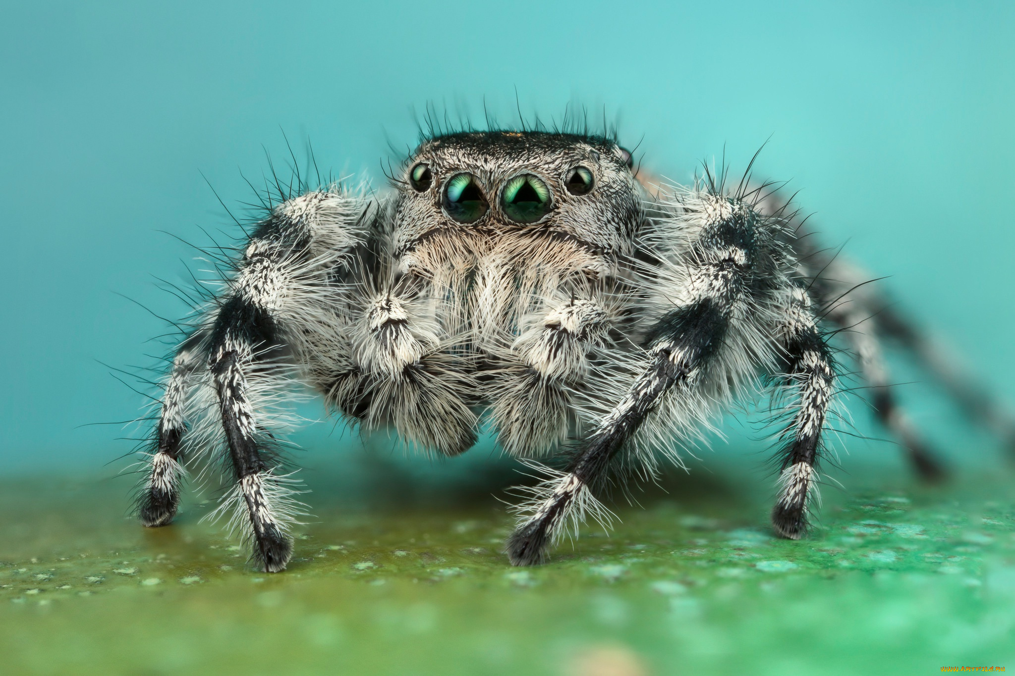 животные, пауки, мохнатый