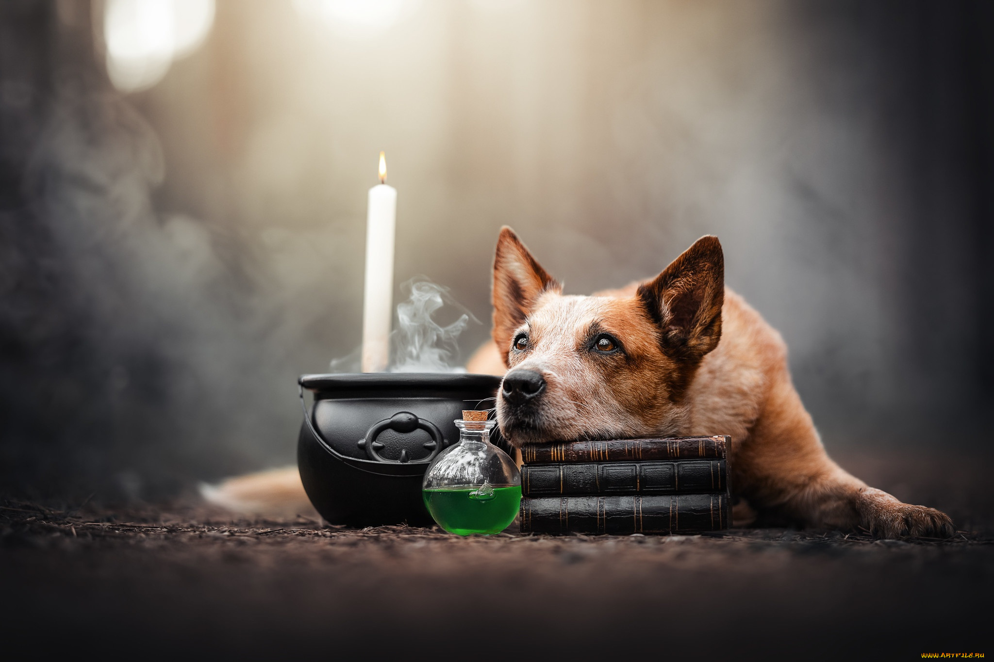 животные, собаки, хэллоуин