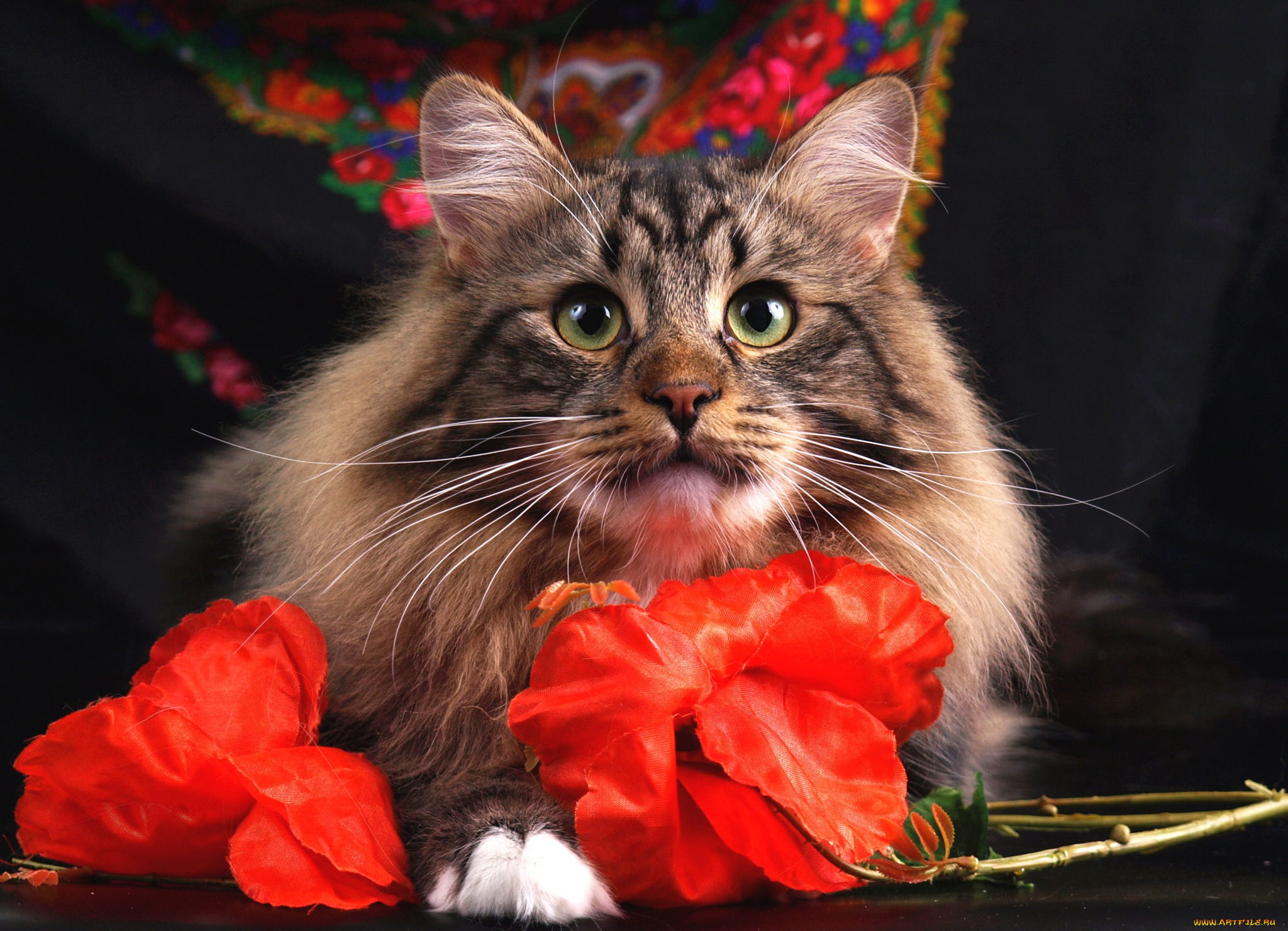 животные, коты, кот, кошка