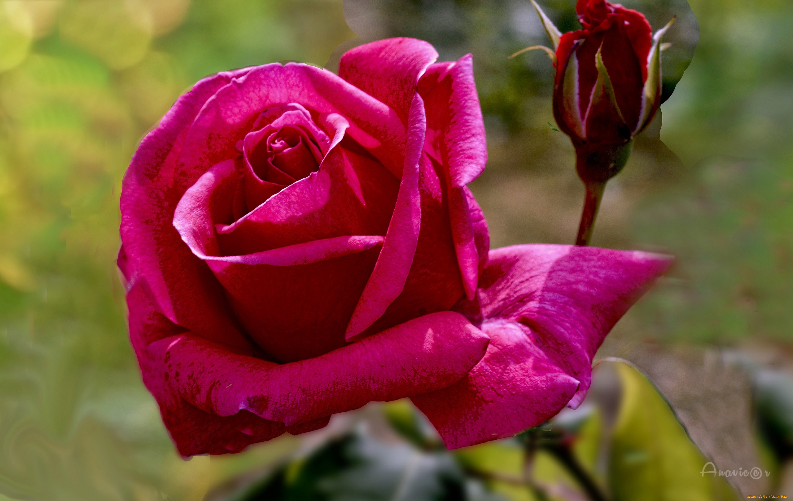 цветы, розы, цветок