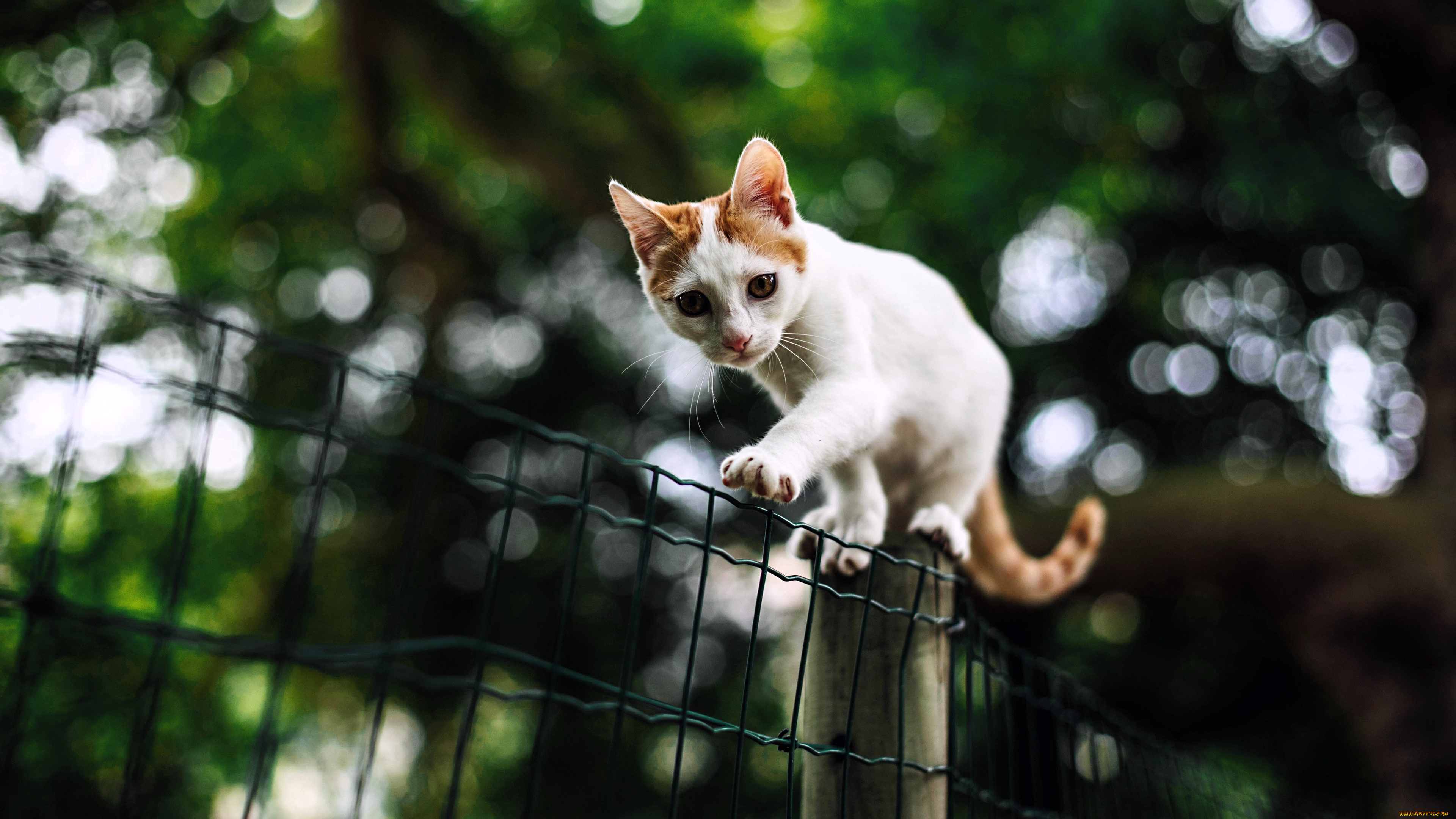 животные, коты, котенок, забор