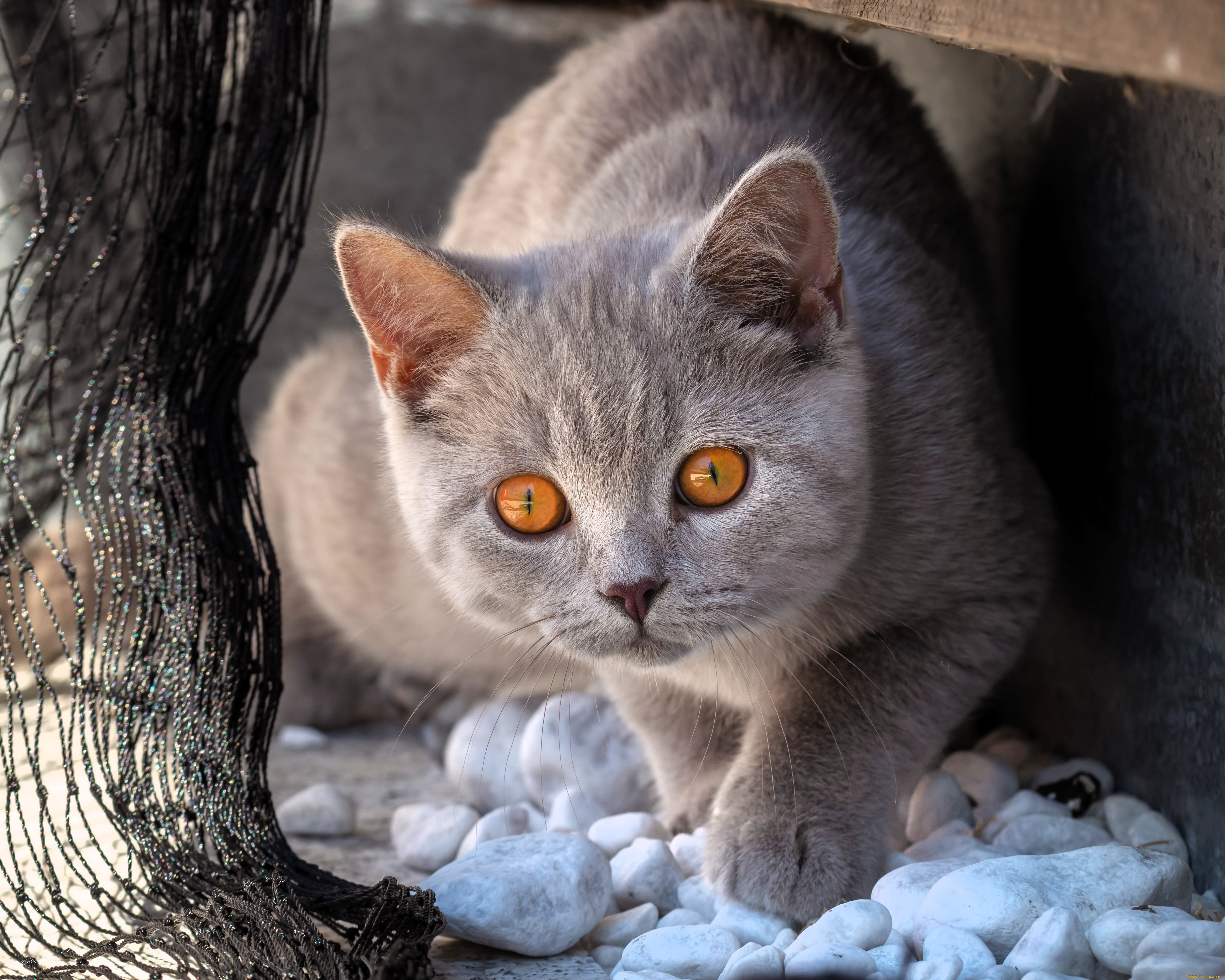 животные, коты, кот, серый, камни