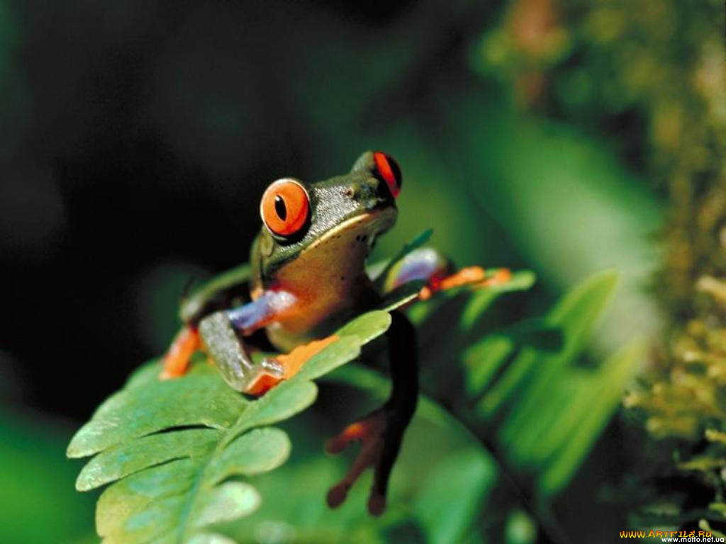 животные, лягушки